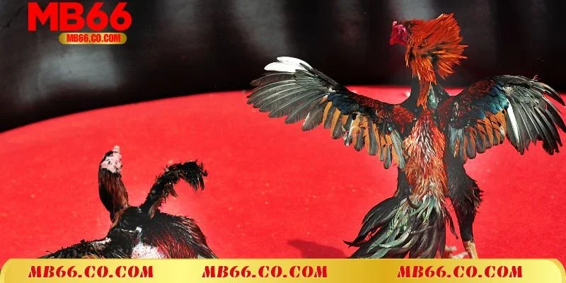 Cá cược đá gà Thomo Campuchia MB66 uy tín, minh bạch