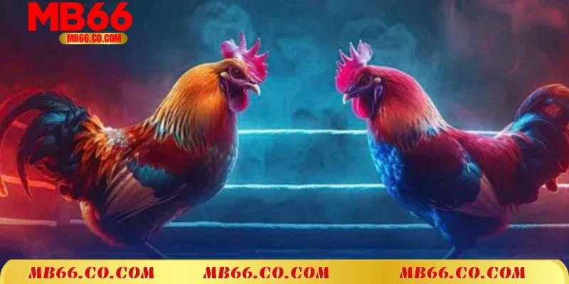Thông tin quan trọng cần ghi nhớ khi tham gia đá gà cựa dao Mb66