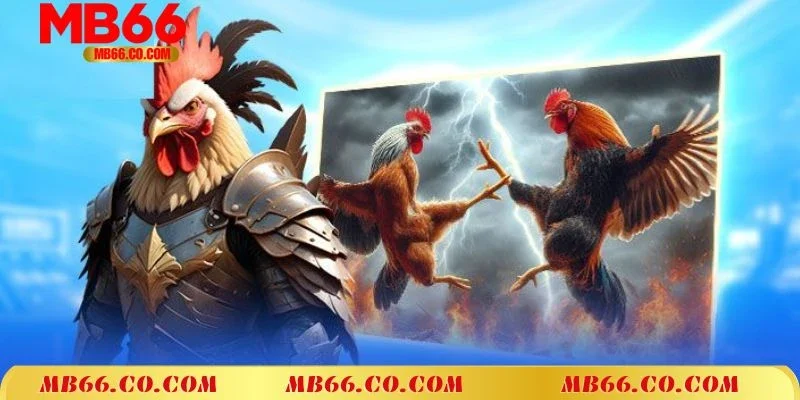 Tìm hiểu đôi nét về hình thức đá gà cựa dao tại Mb66