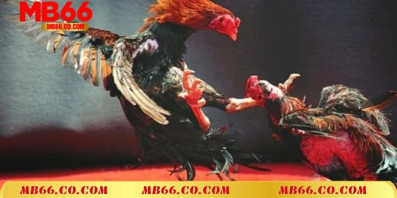 Những ưu điểm nổi bật của hình thức đá gà cựa dao tại Mb66
