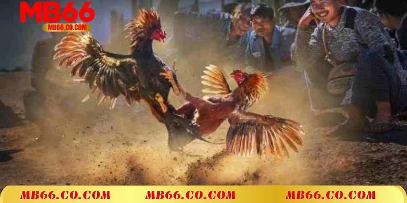 Đá Gà Cựa Dao – Sân Chơi Giải Trí Đáng Trải Nghiệm Nhất 2025