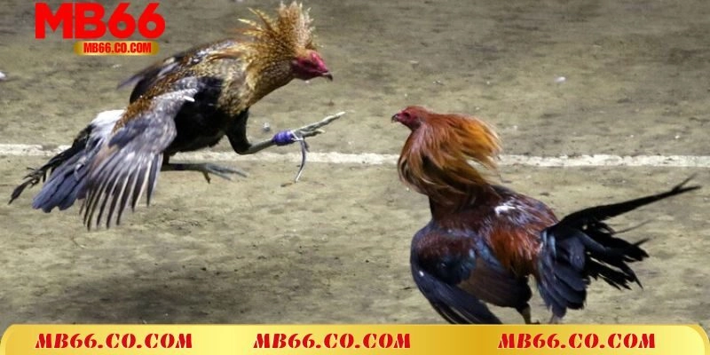 Đá Gà Cựa Sắt MB66 Đặc Sắc Và Hấp Dẫn 