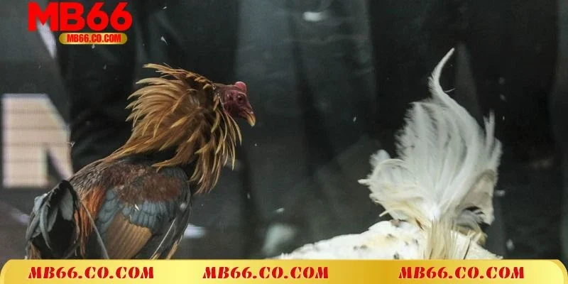 Hướng dẫn chi tiết cách thức tham gia đá gà mạng tại Mb66