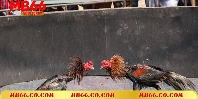 Khám phá đôi nét về hình thức đá gà mạng MB66