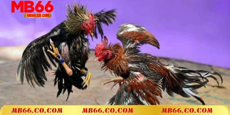 Hình thức đá gà mạng tại Mb66 sở hữu những ưu điểm gì?