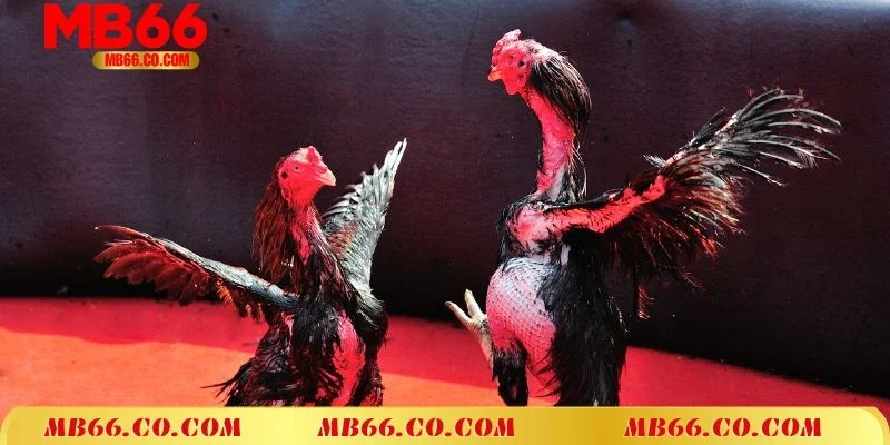 Đá gà Thomo Campuchia hình thức thi đấu cựa tròn gay cấn