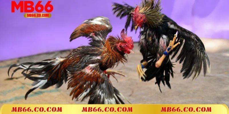 Đá Gà Thomo Campuchia MB66 – Thiên Đường Chọi Kê Đỉnh Cao Số 1