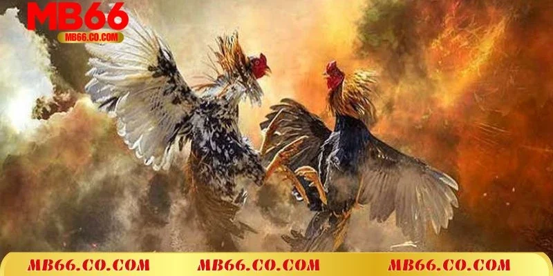 Các loại hình thức đá gà được ưa chuộng nhất MB66