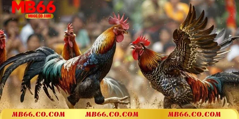 Lợi ích tuyệt vời khi tham gia trải nghiệm đá gà tại MB66