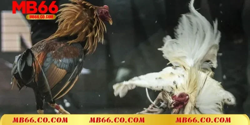 Tổng quan về đá gà Thomo MB66 hôm nay