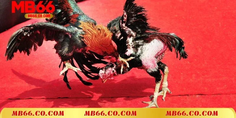 Giới thiệu hình thức cá cược đá gà Thomo Campuchia hấp dẫn