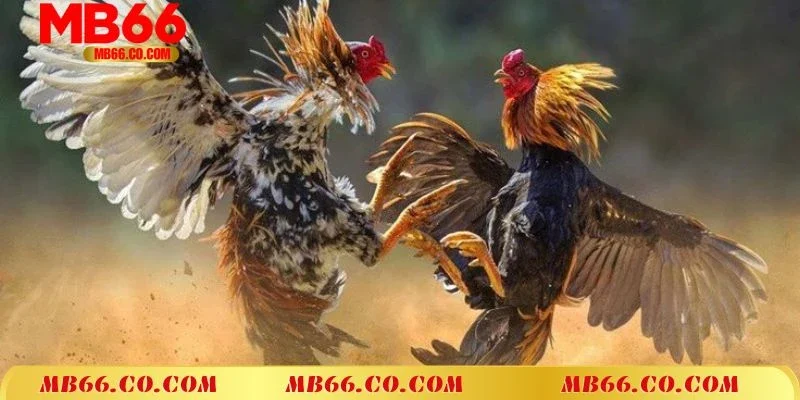 Hòa Mình Vào Những Trận Đấu Đỉnh Cao Với Trực Tiếp Đá Gà C1